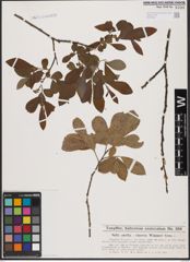 Foto von Salix aurita L. x Salix cinerea L.
